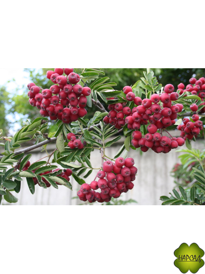 РЯБИНА &quot;ТИТАН&quot; (КРАСИВА И НЕПРИХОТЛИВА) саженец 190-200 см