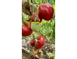 Томат Итальянские сердечки