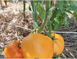 Томат Ранний оранжевый Розали (Rosalie’s early orange), США