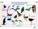 Зоология. Птицы (12 шт), комплект кодотранспарантов (фолий, прозрачных пленок)