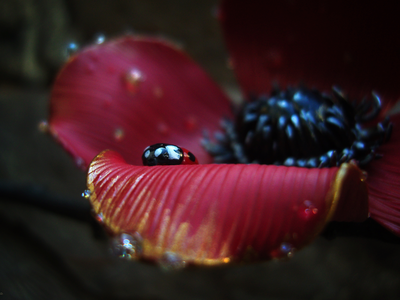 "Волшебный мак Весенницы", нарядная брошь с божьей коровкой и капельками