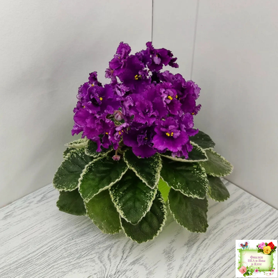 ЛЕ-Адреналин (Е. Лебецкая) 2020 г.