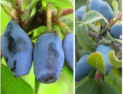 Ребекка(жимолость), 2года, ЗКС