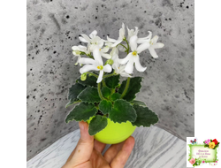 Lunar Lily white (селекционер неизвестен) (лист укоренённый)