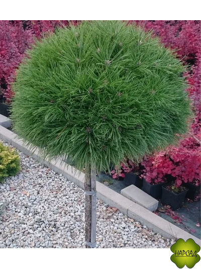 СОСНА НА ШТАМБЕ "ВАРЕЛЛА" (штамб 70 см)