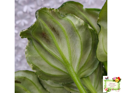 LV-Девятый Вал (Л. Шевелева) 2024 г. трейлер (пестролистный клакамас)