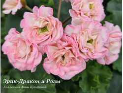 Пеларгония Эрик Дракон и Розы