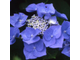 Блаумайзе  гортензия крупнолистная( Hydrangea macrophylla Blaumeise)