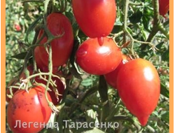 Томат Легенда ( Тарасенко)