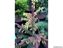 Ель сербская Ротер Аустреб - фото в ландшафте - красовский-сад.рф