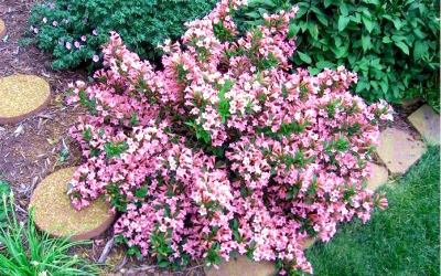 Вейгела  Pink Poppet