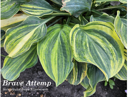 Brave Attempt фото