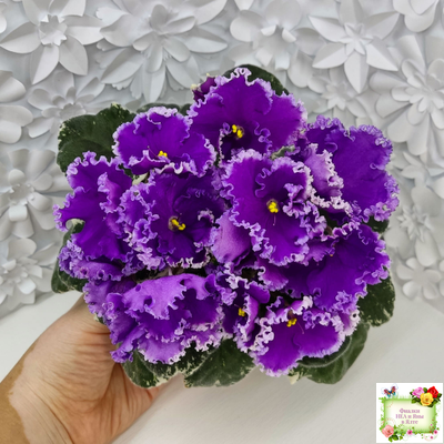 Dn-Юная Француженка (Д. Денисенко) 2016 г.