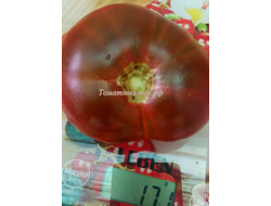 Томат Шоколадная амазонка (Amazon Chocolate, США)