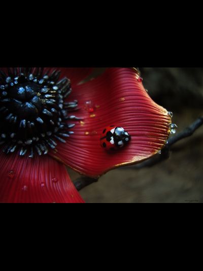 &quot;Волшебный мак Весенницы&quot;, нарядная брошь с божьей коровкой и капельками