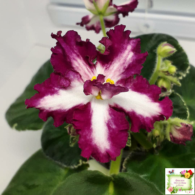 ВаТ-Волшебная Сказка (Т.Валькова) 2019 г.