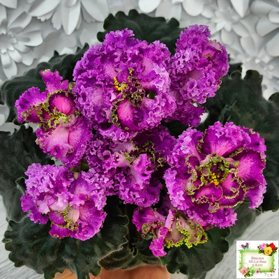 ПТ-Принцесса Жасмин Люкс (Т.Пугачева) 2018 г.