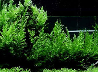 Болбитис Геделоти XL  (куст)