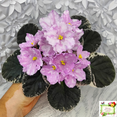 Rivermist Beguiling (J. Baker) (стартер)