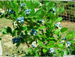 Голубика Элизабет - Elisabeth