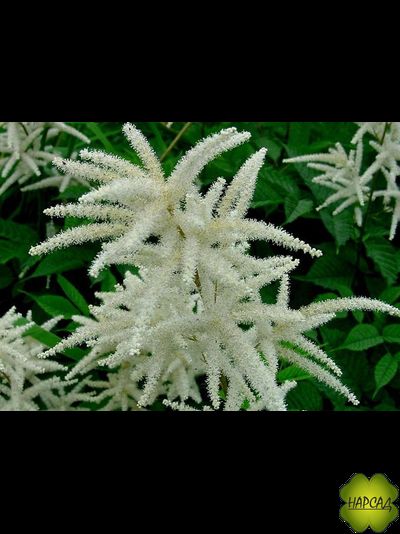 Волжанка обыкновенная (двудомная, лесная)