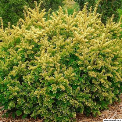 Тис ягодный Элегантиссима - Elegantissima