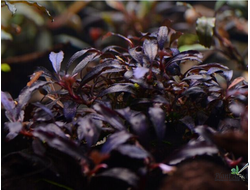 Буцефаландра Green Broad Leaf