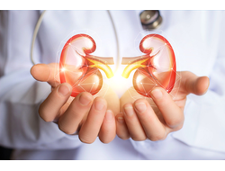 Здоровые почки