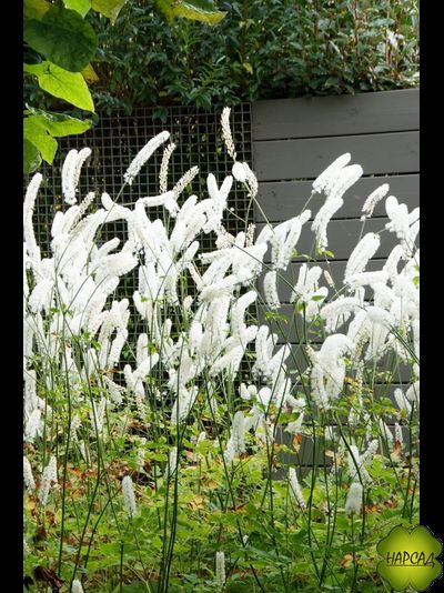 ЦИМИЦИФУГА (КЛОПОГОН) "ВАЙТ ПЕРЛ"