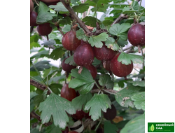 Крыжовник "Колобок"