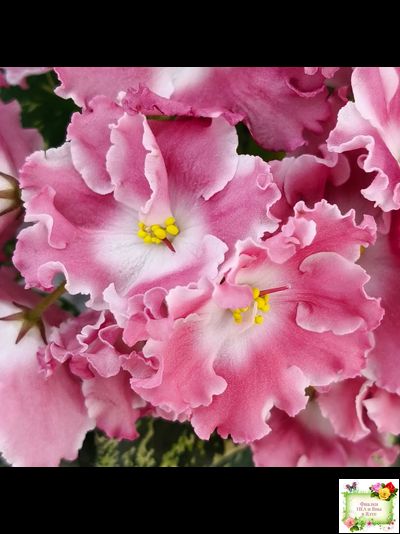 НД-Морковка (Н. Данилова-Суворова) 2021 г. (лист посажен 26.02.26)