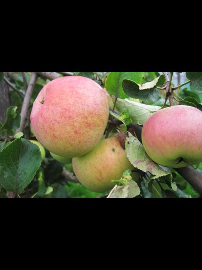 Благодать (яблоня)