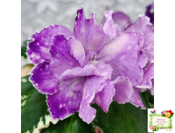 ПТ-Сиреневый Тюль (Т. Пугачева) 2023 г.