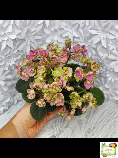 ЛЕ-Ярита (Е.Лебецкая) 2016 г.