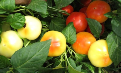 Перец острый Алма паприка (Яблочный перец, Alma Paprika)