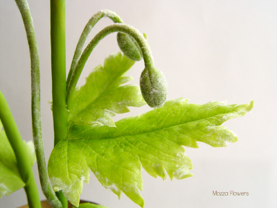 Композиция "Алый мак" из полимерной глины.