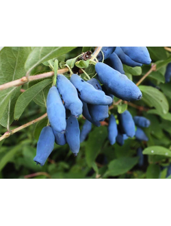 Жимолость "Восторг"