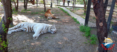 Сафари-парк "Тайган"