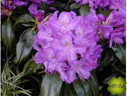 РОДОДЕНДРОН ГИБРИДНЫЙ "ПУРПУРЕУМ ГРАНДИФЛОРУМ" (САЖЕНЕЦ 20 СМ)