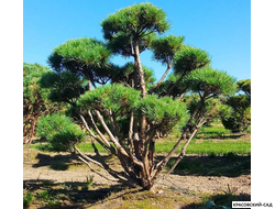Ниваки - Бонсай садовый