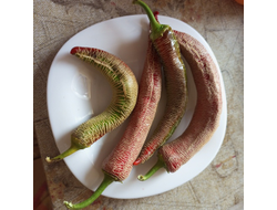 Перец острый Элефант (Elephant pepper)