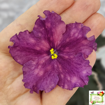 ВаТ-Калейдоскоп (Т. Валькова) 2015 г.