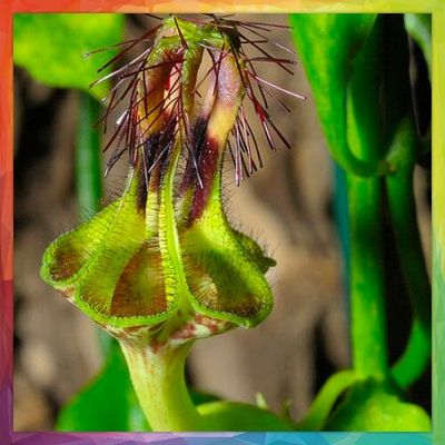 Цветок парашют Ceropegia woodii