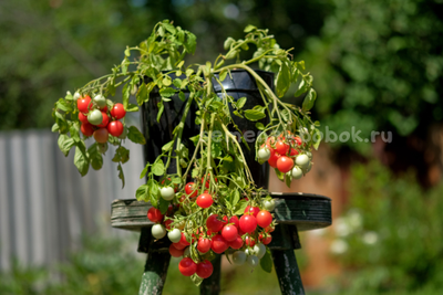 Томат ампельный Korean Creeping (Корейский Стелющийся), 10 шт