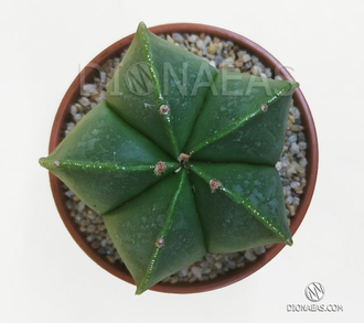 Astrophytum myriostigma nudum - астрофитум многорыльцевый голый, Астрофитум мириостигма нудум