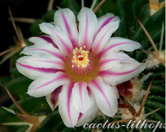 Echinofossulocactus  multicostatus (семена)