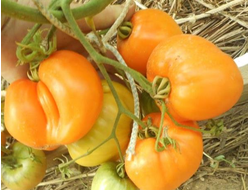 Томат Медовый спас
