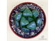 Хавортия Баера Мунстоун - Haworthia Bayeri Moonstone