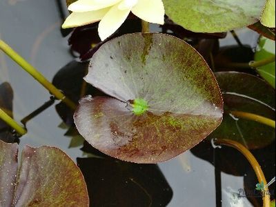 Нимфея Монстр Еллоу