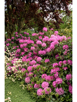 Рододендрон Roseum Elegans